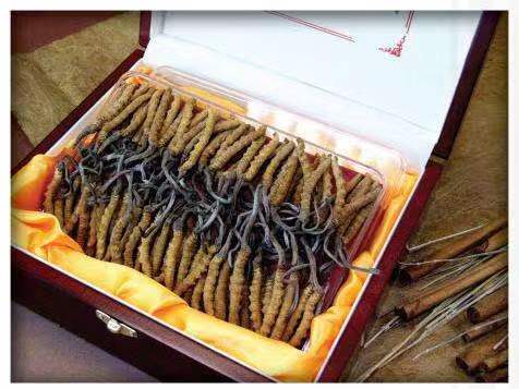 云岩冬虫夏草回收